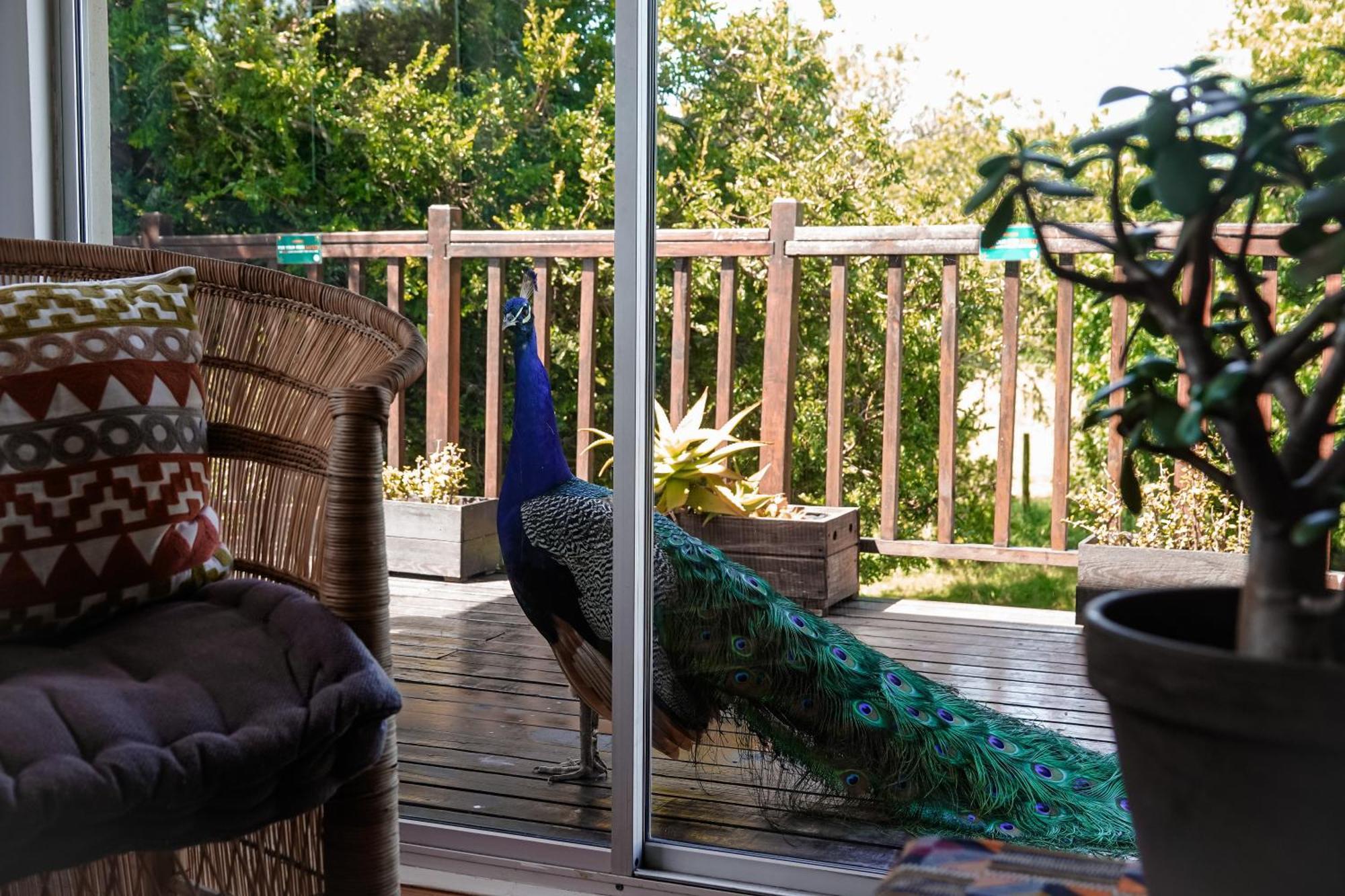 Soutelande Country Stay - Close To 1#Beach In Pe Port Elizabeth Exterior photo